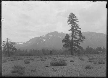 Meadow and trees in Lake Tahoe, with Mount Tallac in the distance