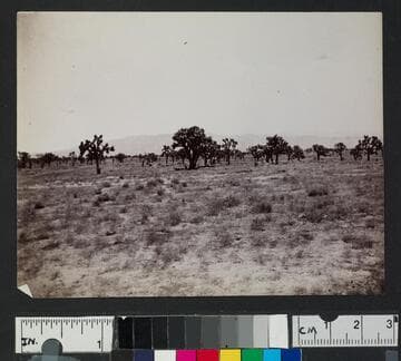 Desert landscape with Joshua trees