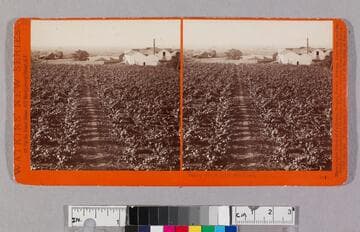 Sunny Slope from the North, San Gabriel, Los Angeles Co., Cal