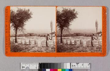 Apiary at Sierra Madre Villa, San Gabriel