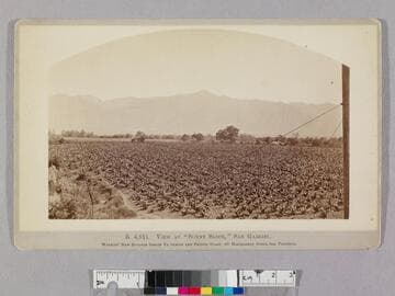 View at "Sunny Slope," San Gabriel