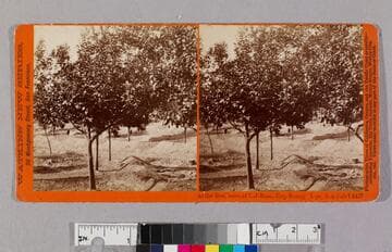 At the residence of L. J. Rose Esq. Sunny Slope San Gab'l