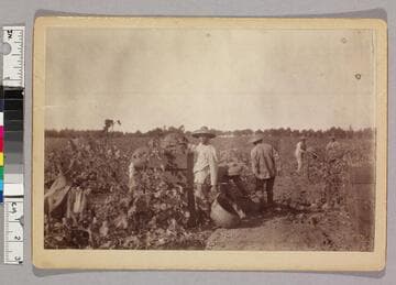 Chinese picking grapes