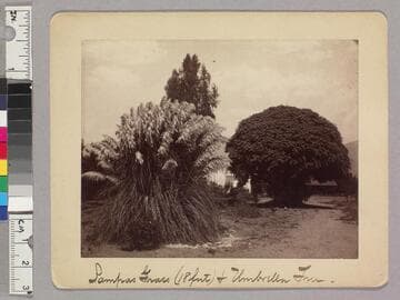 Pampas grass (18 feet) & umbrella tree