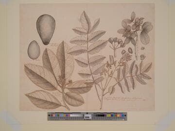 Botanical Study (Plumb Tree and Avacado[sic])