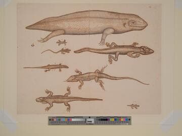 Nine Studies of Reptiles
