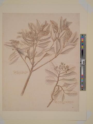 Study of Two Botanical Specimens--Branches with Seeds