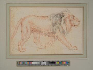 Lion Walking to the Right