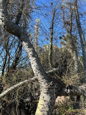 Fouquieria columnaris