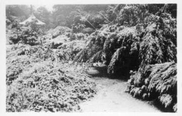 Japanese garden after snowfall, January 15, 1932