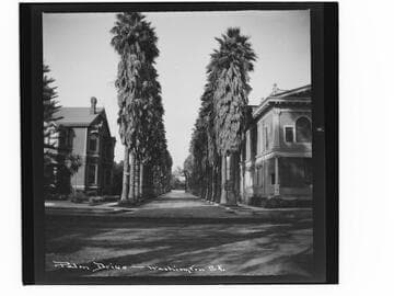 Palm Drive, Washington St