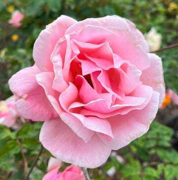 Rosa 'Peggy Lee'