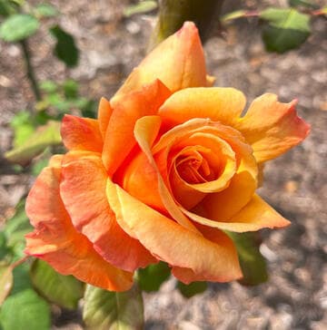 Rosa 'Tahitian Sunset'
