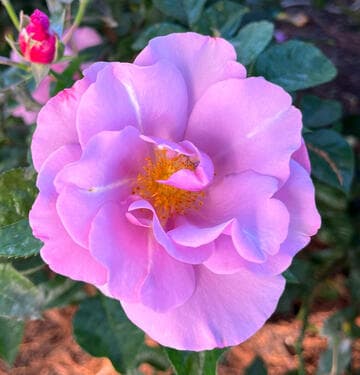 Rosa 'Blueberry Hill'