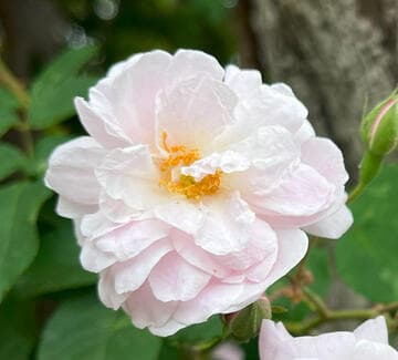 Rosa 'Blush Noisette'