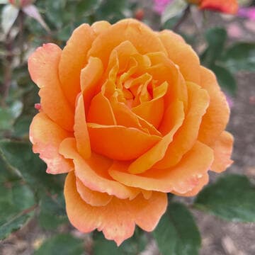 Rosa 'Orange Juice'