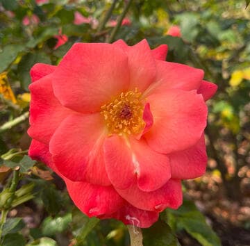 Rosa 'Charles Dickens'