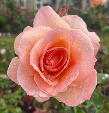 Rosa 'Apricot Nectar'