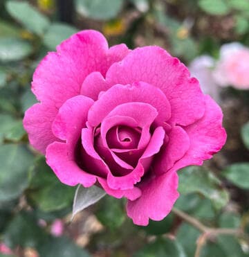 Rosa 'Angel Face'