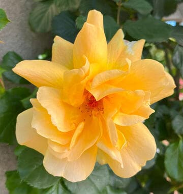 Rosa 'Autumn Sunset'