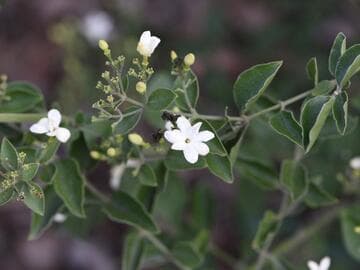 Jasminum molle