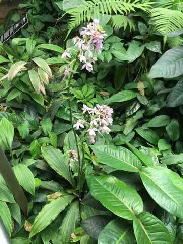 Calanthe masuca 'Huntington's Lavender' CCM/AOS