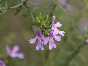 Westringia fruticosa [Blue Gem™] = 'WES03'