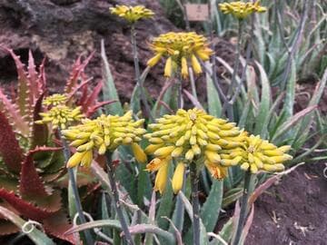 Aloe zubb