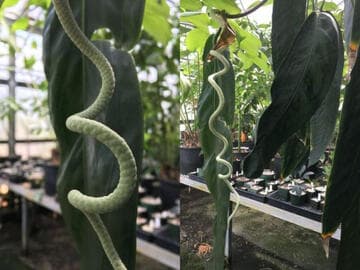 Anthurium aff. wendlingeri