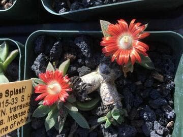 xNanopsis 'Orange Splash'