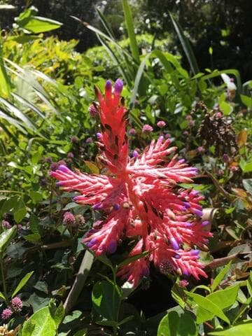 Aechmea distichantha var. schlumbergeri