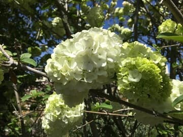 Viburnum