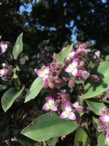 Tradescantia blossfeldiana