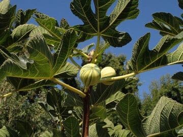 Ficus carica 'Panachée'