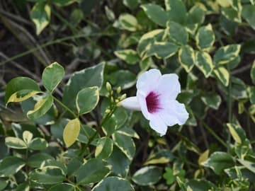 Pandorea jasminoides 'Charisma'