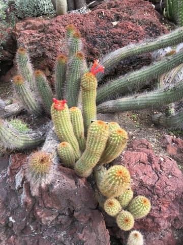 Borzicactus icosagonus ssp. humboldtii