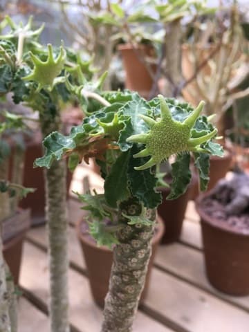 Dorstenia foetida