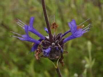 Salvia 'Pozo Blue'