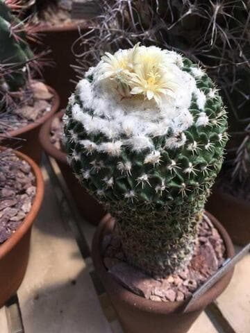 Stenocactus phyllacanthus