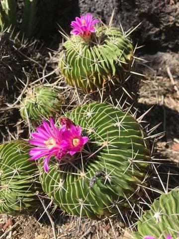 Stenocactus crispatus