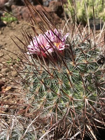 Stenocactus ochoterenanus