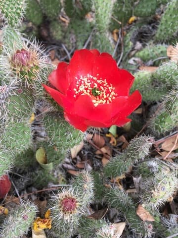 Airampoa erectoclada