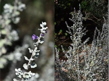 Leucophyllum candidum 'Silver Cloud'