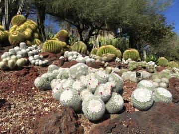 Mammillaria geminispina