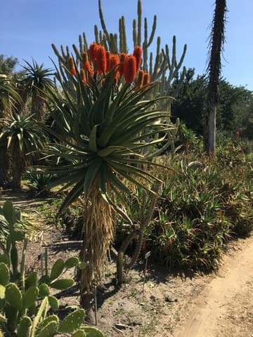 Aloe cf. rupestris