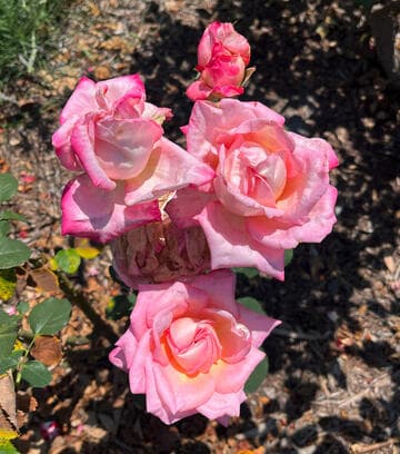 Rosa 'Festival Queen'