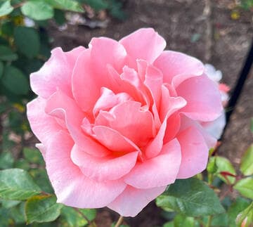 Rosa 'Paris de Yves St. Laurent'