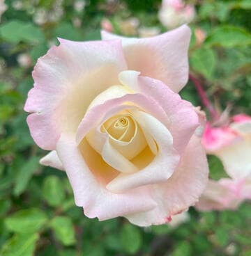 Rosa 'Mrs. Dudley Cross'