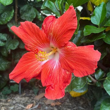 Hibiscus rosa-sinensis 'Ketchup'