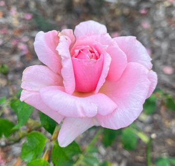 Rosa 'Pink Princess'